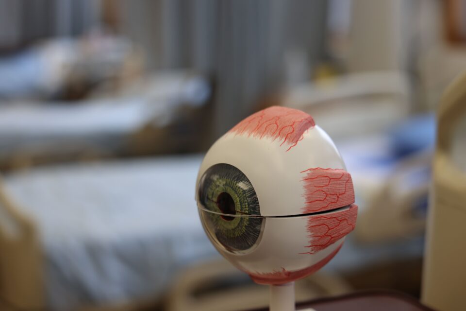 a model of an eyeball