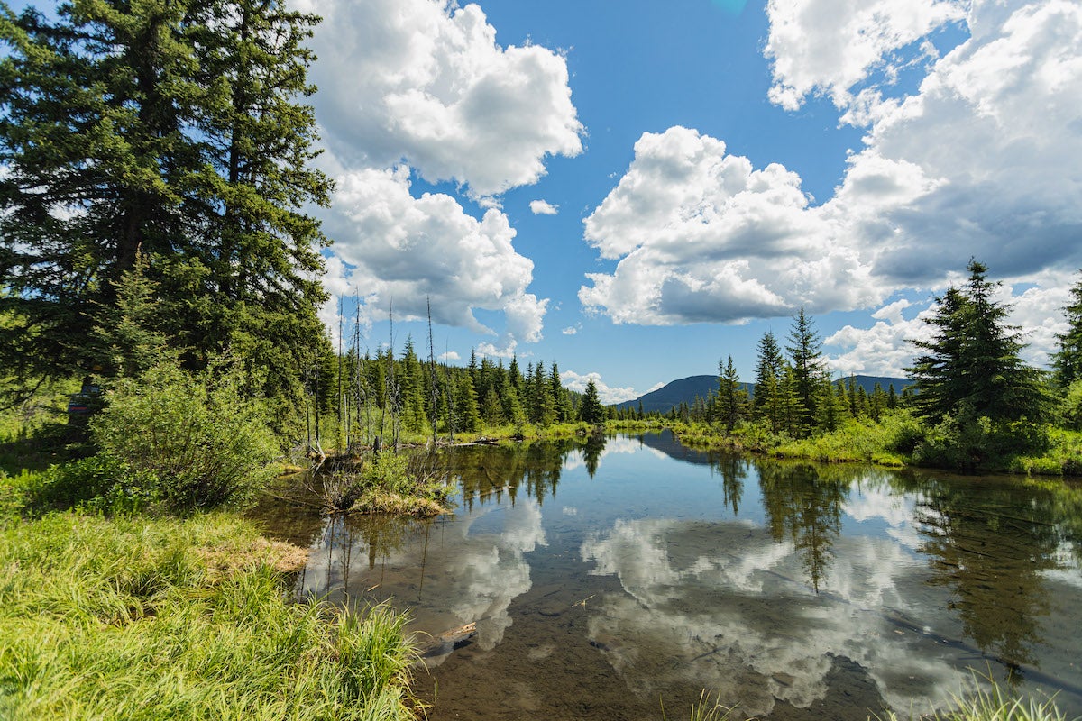 Small lake surrounded by lush green trees in Northern BC