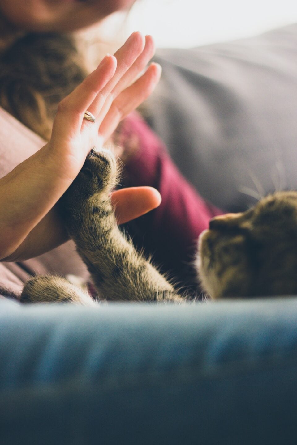 Become a Veterinary Assistant