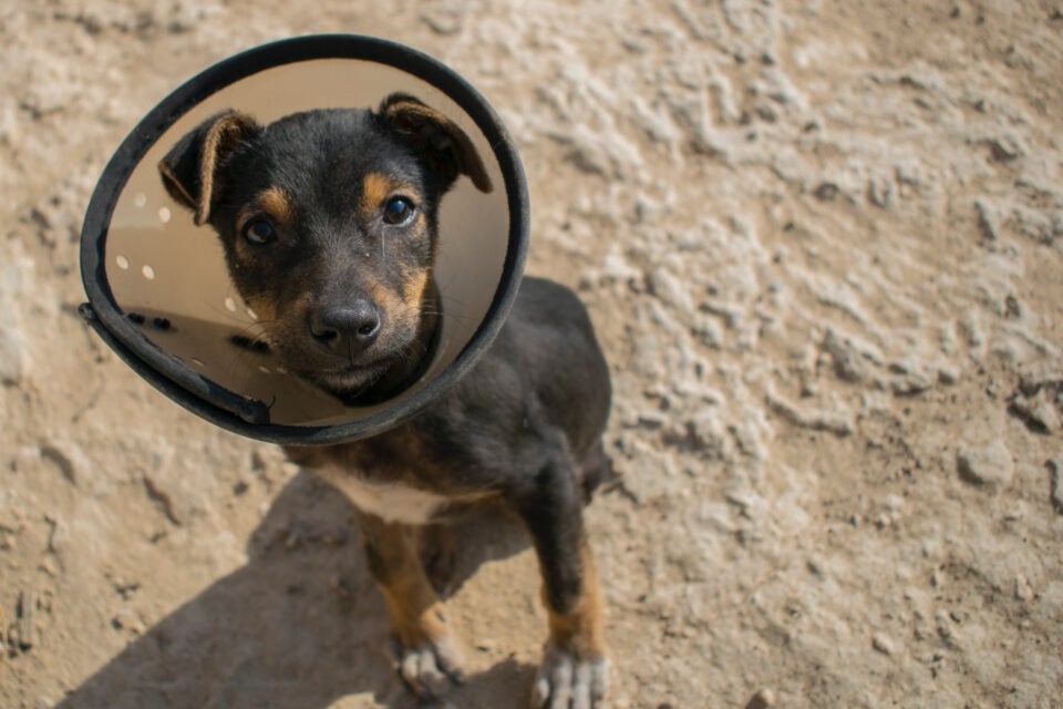 Become a Veterinary Assistant II: Canine Reproduction (Online)